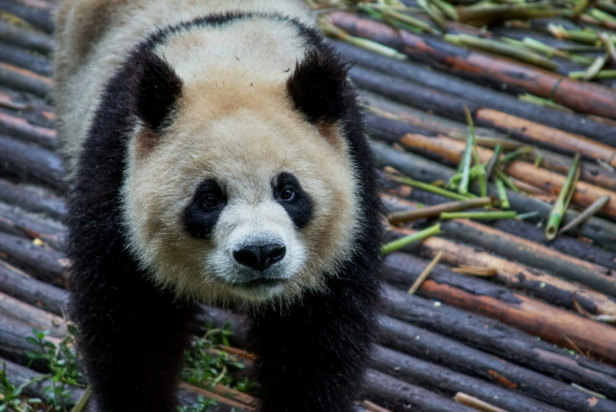 A giant panda at the Chengdu research base